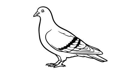 Pigeon Line Drawing in Side Profile with Detailed Feathers and Defined Features