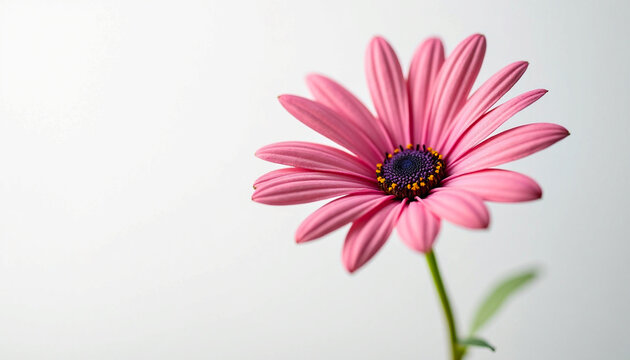 Single pink daisy flower with dark center on white background
