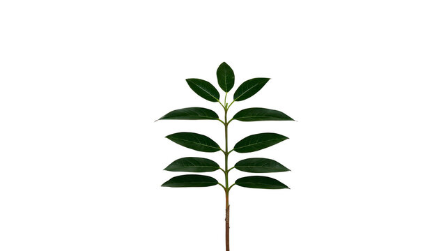 Fototapeta Green leaf branch isolated on transparent background, fresh foliage with natural texture, botanical element for design, calm and peaceful mood, suitable for eco and nature themes