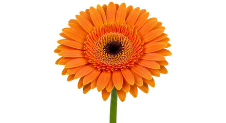 Vibrant orange gerbera daisy in full bloom on a clean white backdrop, perfect for spring or summer designs, a symbol of joy