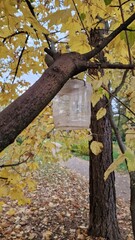 Homemade bird feeder made from a plastic bottle on a tree in the park
