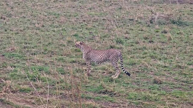 side view of a calmly walking cheetah