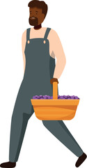Winemaker walking and carrying a basket full of ripe grapes
