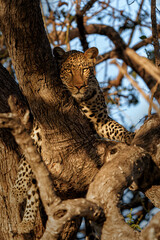Leopard (Panthera Pardus) resting in a tree in Mashatu Game Reserve in the Tuli Block in Botswana