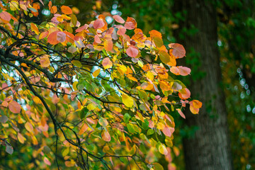 The beauty of autumn nature. The color of autumn leaves. Autumn background for your PC desktop.