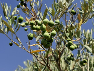 low angle view and close up of olive fruits and tree branches, oleo europaea orchard , with sunny blue sky