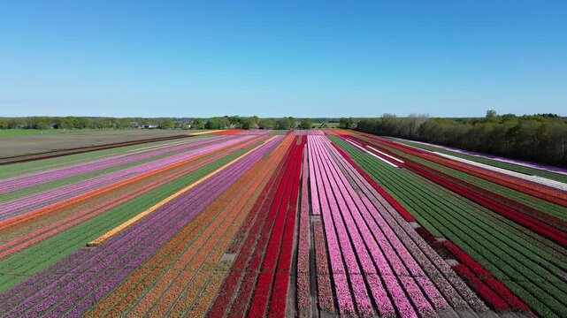 A colorful landscape captured by a drone, showing rows of tulips in full bloom. The vibrant red, yellow, pink, and purple flowers form perfect patterns across the field, spring is here