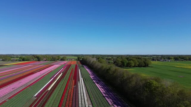 A stunning aerial view of vibrant tulip fields captured by a drone. The colorful rows of flowers stretch perfectly into the distance, creating a mesmerizing pattern of red, yellow, pink, and purple