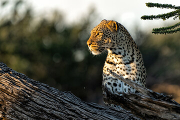 Leopard (Panthera Pardus) resting in a tree in Mashatu Game Reserve in the Tuli Block in Botswana