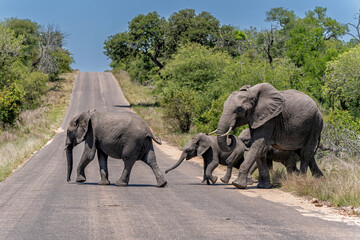 Obraz premium Elephant herd searching for food and water in the Kruger National Park in South Africa