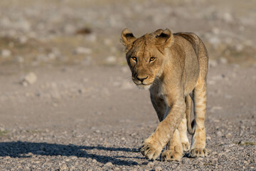 Lion (Panthera leo) searching for water and food in Etosha National Park in Namibia