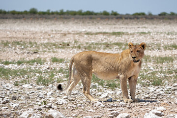 Lion (Panthera leo) searching for water and food in Etosha National Park in Namibia