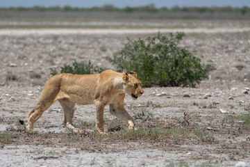 Lion (Panthera leo) searching for water and food in Etosha National Park in Namibia
