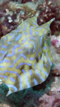 Observe a Thornback Cowfish resting among the corals and rocks during the day in Anilao, Batangas, Philippines. The tropical fish shows off its unique patterns and calm demeanor.