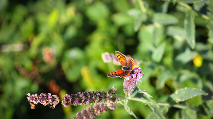 butterfly on a flower