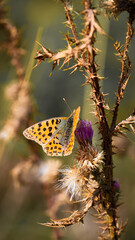 butterfly on a flower