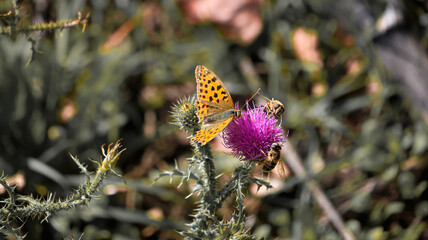 butterfly on a flower