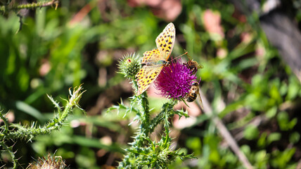 butterfly on a flower