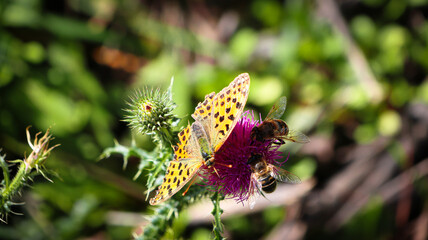butterfly on a flower
