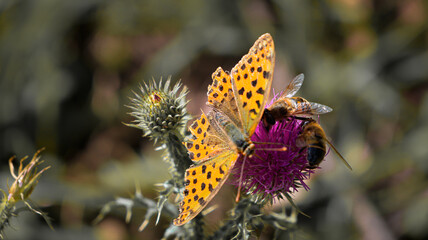butterfly on a flower