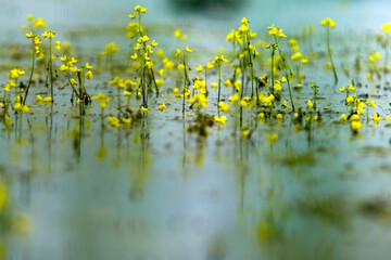 Delicate Yellow Flowers Growing in a Serene Wetland Environment