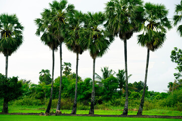 Lush Tropical Landscape with Tall Palm Trees and Green Vegetation