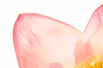 Delicate Pink Flower Petal with Soft Light and Subtle Lighting Effects