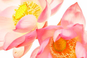 Delicate Pink Lotus Flowers Blooming in Bright Watercolor Style