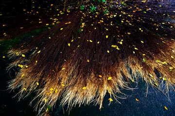 Root system with yellow leaves on dark ground in natural setting