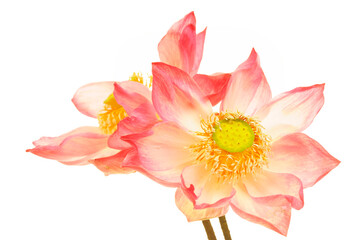 Elegant Pink Lotus Flowers with Water Drops on White Background