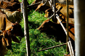 Herd of Cows Grazing on Lush Green Grass Under Bright Sunlight