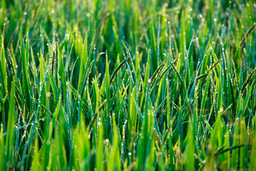Fresh Morning Dew on Lush Green Rice Field in Natural Light