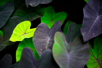 Colorful Heart-Shaped Leaves Unearthed in Lush Greenery