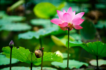 Beautiful Pink Lotus Flower in Serene Water Garden Setting