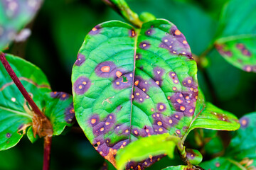 Green Leaf with Purple Spots and Unique Textures Under Natural Light