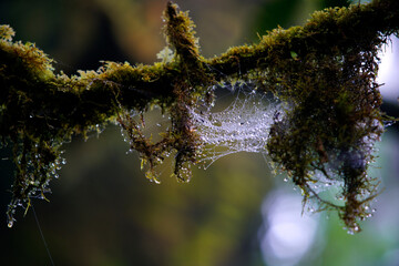 Morning Dew on Spider Web Amid Lush Green Forest Setting