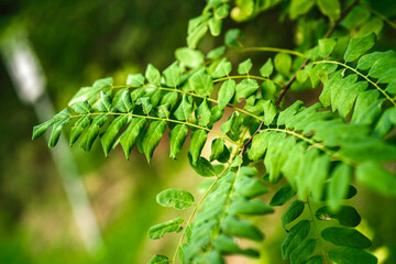 Green leaves on black locust tree branch