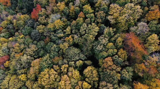 Aerial top down view of colorful autumn forest canopy in Fruska Gora, Serbia. Vibrant seasonal foliage in natural mountain landscape. Horizontal 4k footage