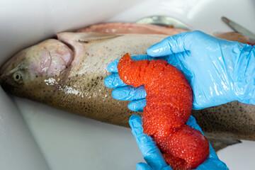 Sea trout with fish roe (red caviar) inside. Fisher produce