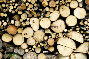 Various Hardwood and Softwood Logs Stacked in an Organized Pattern