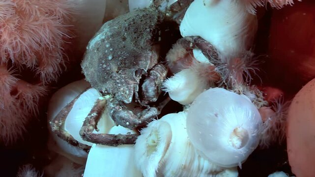 A Hyas Araneus crab finds a resting spot among a colony of Metridium Senile sea anemones. This interesting interaction happens in the cold, clear waters of the Arctic Ocean.