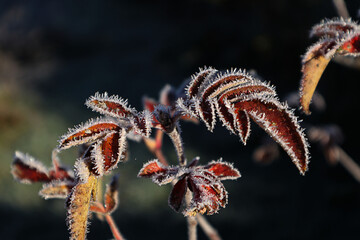 Close-up of a rowan branch with red leaves, covered in frost on a winter day