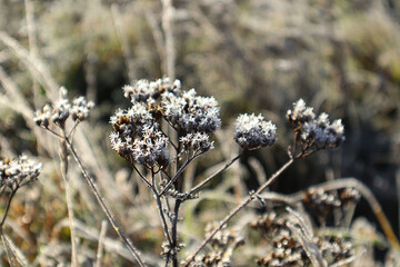 Close-up of a dry branch covered in frost on a winter day