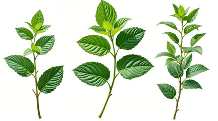 Vibrant green plant stems with fresh leaves, perfect for nature, health, and organic designs