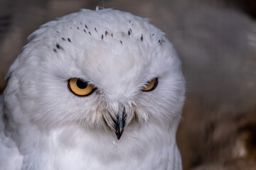 Polar white owl close-up.