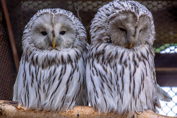 Two grey owls are sitting in a tree.Long-tailed swim