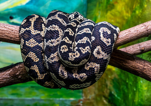 A boa constrictor coiled around a tree branch.