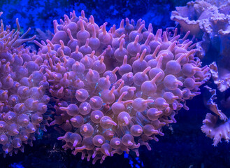 Bubble anemone quadricolor in the aquarium close-up.