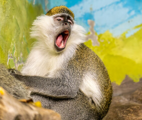 A green monkey with an open mouth.