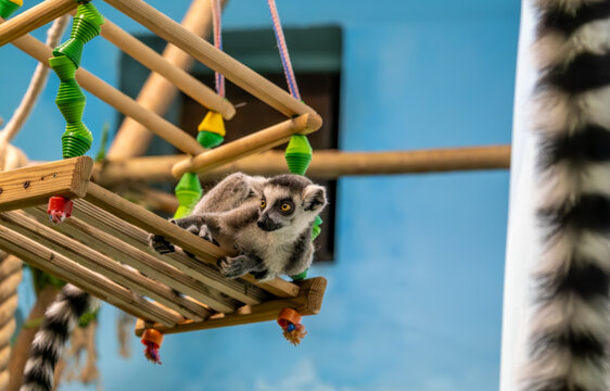 A small cat lemore on a swing at the zoo.